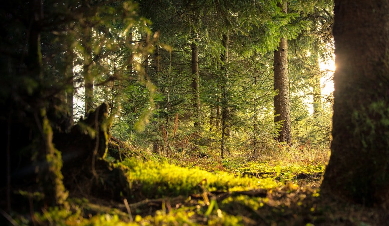 Lush green forest with sunlight streaming through